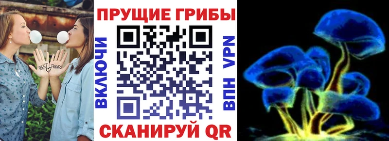 где купить наркоту  Родники  Псилоцибиновые грибы Psilocybine cubensis 